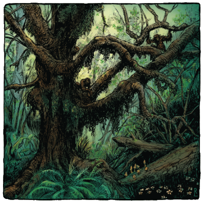 Rainforest