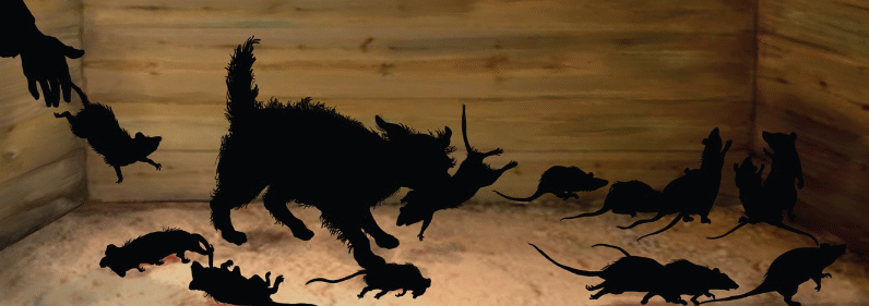 Rat-pitting
