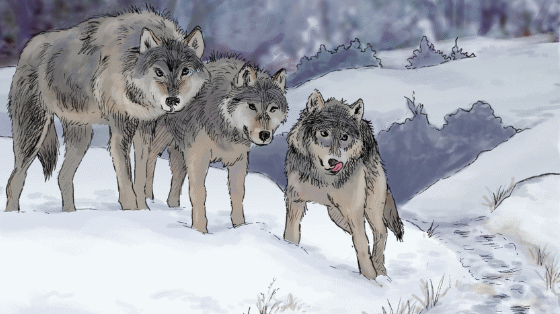 Hungry Wolves