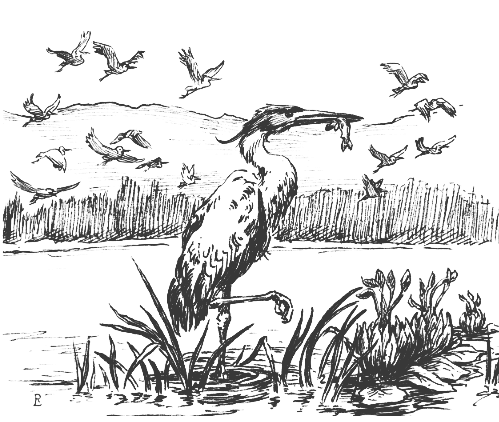 Osel Heron