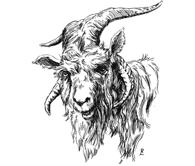 Goat