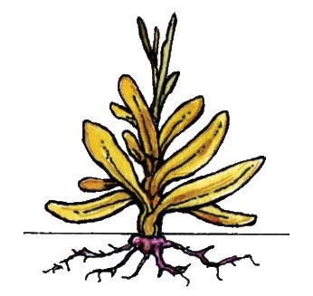 Leortevald - Corpse Plant